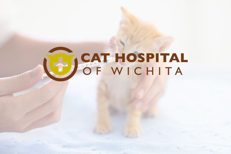 Cat Hospital of Wichita logo over faded photo of orange kitten taking oral medication.